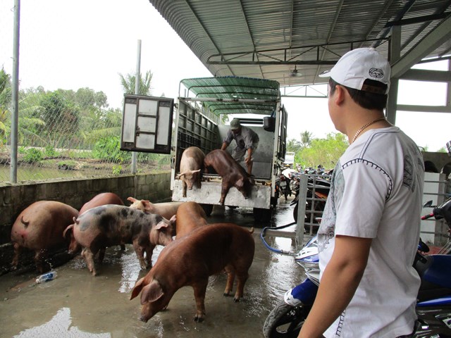 Hiện nay, gi&aacute; lợn hơi được thu mua trong khoảng 48.000 - 53.000 đồng/kg - Ảnh minh họa (Internet).