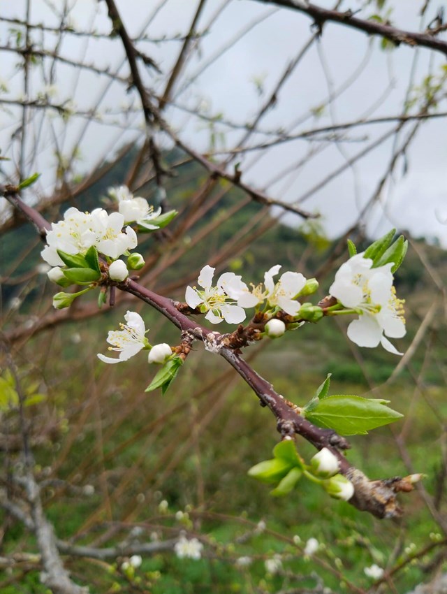 Hoa mận ở Mộc Châu mọc từng chùm to, trắng muốt rất riêng.