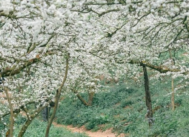 Cao nguyên Mộc Châu bắt đầu bước vào mùa hoa mận nở. 