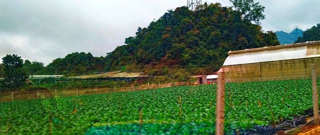 Nhiều vườn rau bắp cải, tại xã Đông Sang, huyện Mộc Châu được bà con dùng hệ thống tưới nước tự động, sinh trưởng phát triển tốt, chuẩn bị phục vụ nhu cầy ngày Tết. Ảnh: Nam Trứ