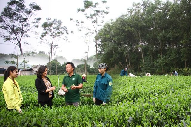 HTX Trà Cao Sơn, ở xóm Khe Lim, xã Bình Sơn (T.P Sông Công) đang áp dụng sản xuất hữu cơ, thân thiện môi trường.