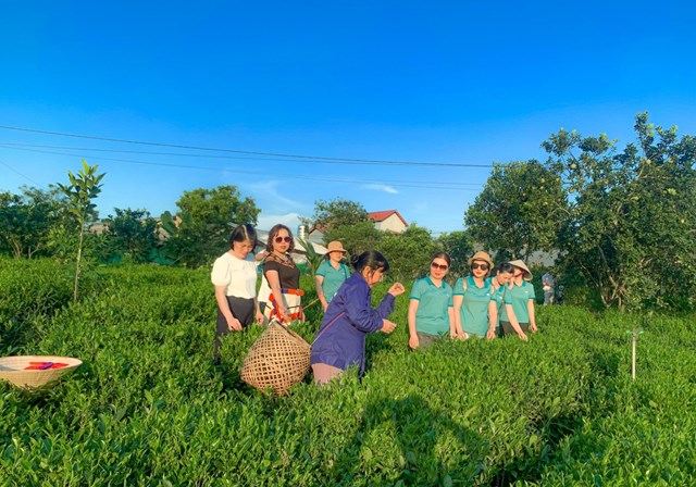 Th&#225;i Nguy&#234;n: Hợp t&#225;c x&#227; tr&#224; Cao Sơn ti&#234;n phong l&#224;m ch&#232; hữu cơ - Ảnh 2