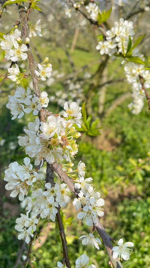 Những nhành hoa mận bung nở giữa ánh nắng ban mai.