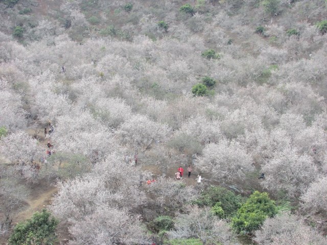 Những ngày này, du khách từ Hà Nội và các địa phương lân cận đến tham quan, trải nghiệm tại vườn mận của các hộ dân đồng bào dân tộc Mông ở thung lũng Nà Ka của Mộc Châu. 