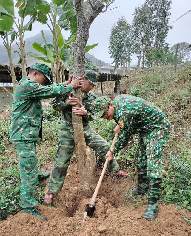 C&aacute;n bộ, chiến sĩ Đồn Bi&ecirc;n ph&ograve;ng Phi&ecirc;ng Pằn trồng c&acirc;y than gỗ quanh đơn vị.&nbsp;