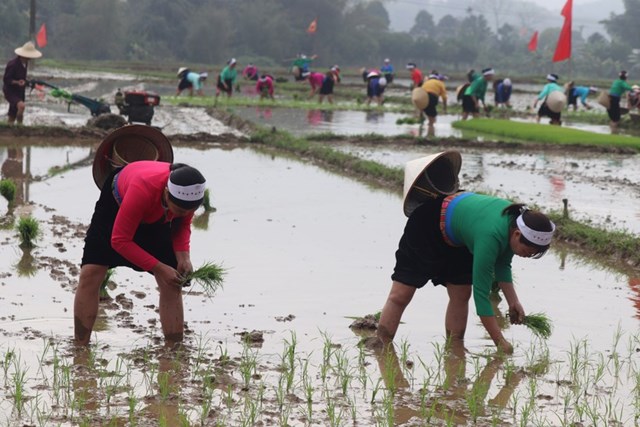 Cấy lúa là một trong những hoạt động diễn ra trong khuôn khổ lễ hội.