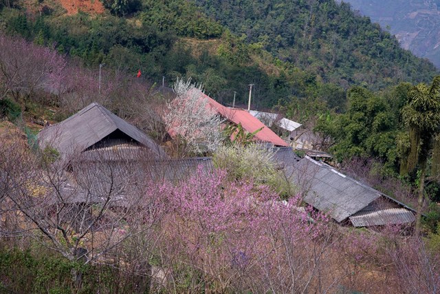 Mê mẩn sắc đào ở Tà Xùa những ngày đầu năm.
