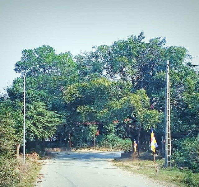 Nhiều cây xanh cổ thụ được bảo vệ.