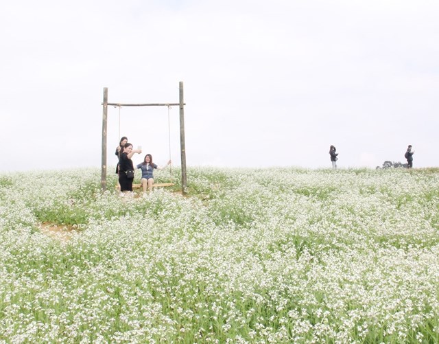 Những cánh đồng hoa cải trắng tạo nên một không gian vô cùng mới lạ và hấp dẫn với du khách