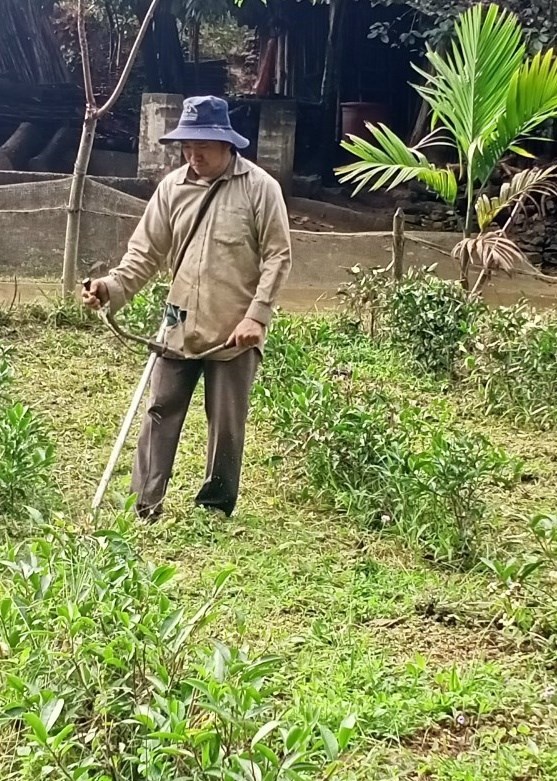 Người nông dân cắt cỏ cho nương chè.