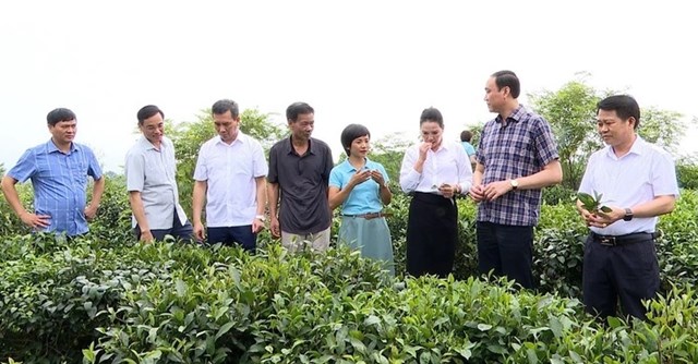 Lãnh đạo tỉnh Phú Thọ và huyện Thanh Ba thăm vùng nguyên liệu chè đặc sản búp tím của huyện.