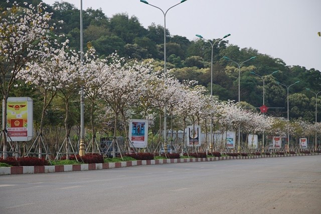 Hoa ban khoe sắc rợp trời trên các tuyến đường tại thành phố Sơn La.