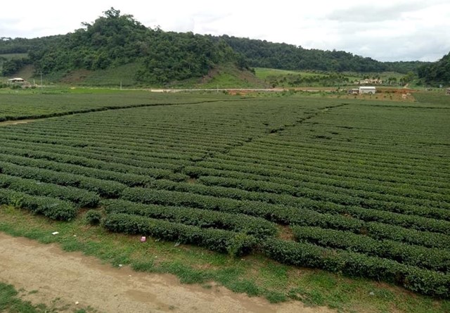 Hơn 20 năm bén rễ trên đất Phiêng Cằm, với vị chè thơm, ngon, nước màu xanh tự nhiên, vị chát dịu, đặc sản chè của huyện vùng cao Mai Sơn.