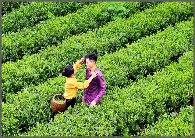 Tâm huyết và đam mê là yếu tố giúp anh Hoàng Văn Tuấn làm nên sản phẩm trà sạch an toàn.