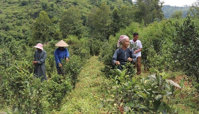 Chè Đoỏng Pán hầu hết là giống chè mọc tự nhiên trên rừng.