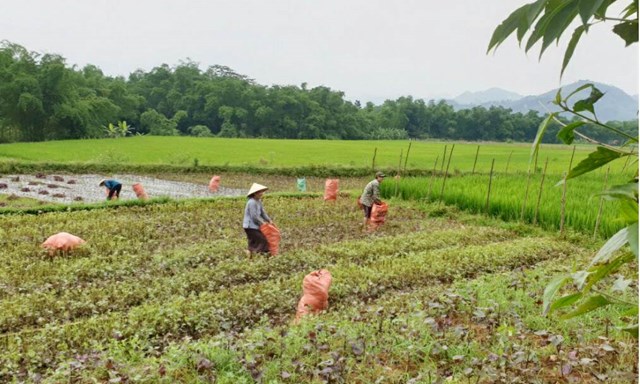 L&#224;o Cai: Huyện Văn B&#224;n n&#226;ng cao tỷ lệ cơ giới h&#243;a trong sản xuất n&#244;ng, l&#226;m nghiệp giai đoạn 2022 - 2025 - Ảnh 1