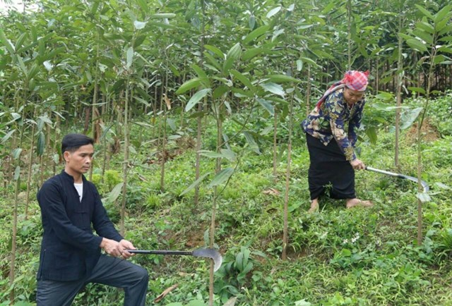 Nhiều công đoạn trong sản xuất nông - lâm nghiệp vẫn còn thực hiện thủ công.