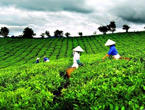 Hòa Bình chú trọng phát triển vùng nguyên liệu chè.