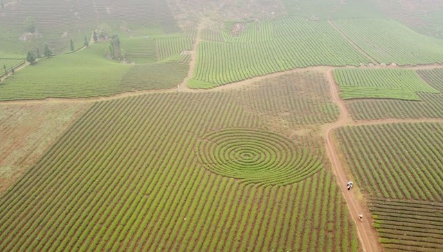 Cánh đồng chè xanh tại đồi chè Phổng Lái, huyện Thuận Châu.