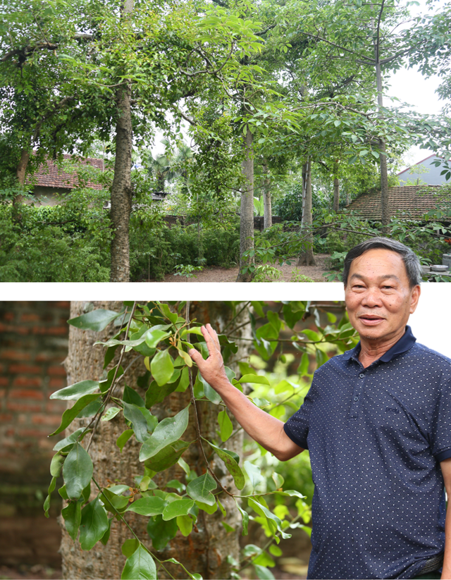 Ông Nguyễn Văn Thống (sinh năm 1955), ở khu 1, xã Hiền Quan, huyện Tam Nông là người hiện đang sở hữu số cây tầm gửi gạo nhiều nhất nhì trong làng.