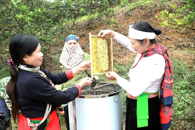 Mật ong Bản Dao ra đời như m&oacute;n qu&agrave; qu&yacute; của đất trời v&agrave; b&agrave;n tay cần mẫn của người d&acirc;n bản địa