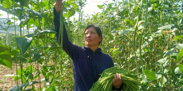Thí điểm mô hình trồng đậu đũa mới tại xã Gia Phú.