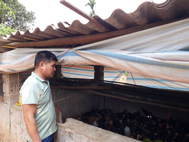 Cùng với chăn nuôi bò thịt, gia đình ông Mùi Văn Viêng còn nuôi gà ta, gà bản để cung cấp cho các hộ gia đình làm du lịch trong huyện, góp phần tăng thu nhập gia đình. Ảnh: Nam Trứ.