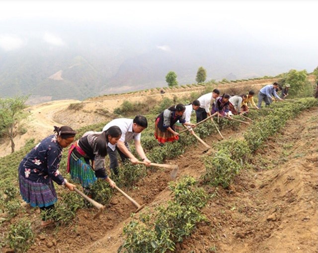 Người dân Tà Mung chuyển đổi sang trồng chè theo hướng bền vững.
