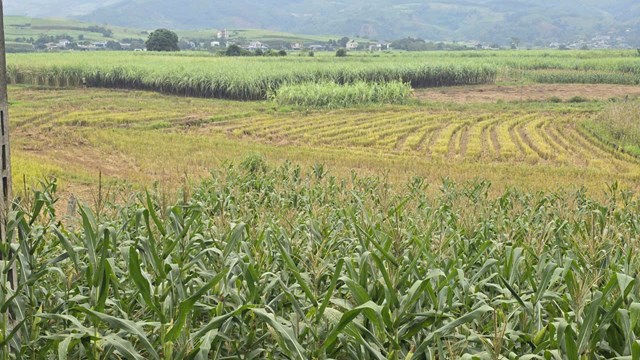 Tổng diện t&iacute;ch gieo trồng của x&atilde; Mường Th&agrave;ng năm 2025 đạt 2.714ha.