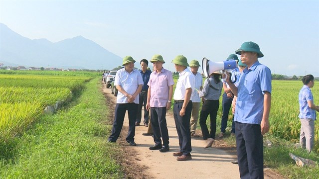 Các đại biểu thăm mô hình trồng lúa ST25.