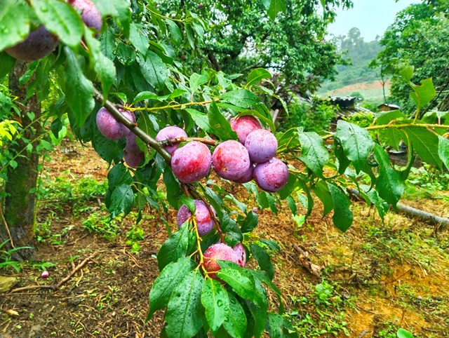 Thương hiệu Mận hậu Mộc Ch&acirc;u lu&ocirc;n được du kh&aacute;ch tin d&ugrave;ng, b&ecirc;n cạnh mận tươi c&ograve;n c&ograve;n c&oacute; nhiều sản phẩm mận sấy dẻo, mận &ocirc; mai, mận ng&acirc;n mật ong... ảnh A Trứ