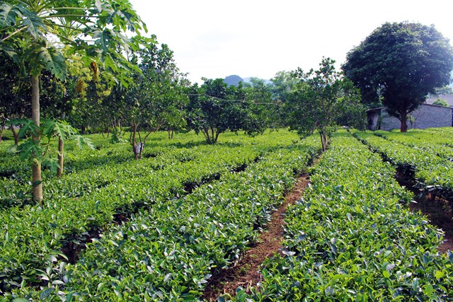 Những vườn ch&egrave; xanh mướt của b&agrave; con n&ocirc;ng d&acirc;n huyện Lương Sơn, tỉnh H&ograve;a B&igrave;nh.