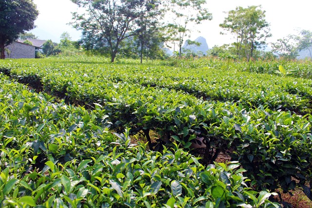 C&acirc;y ch&egrave; được xem l&agrave; một trong những c&acirc;y x&oacute;a đ&oacute;i, giảm ngh&egrave;o của người n&ocirc;ng d&acirc;n Lương Sơn.