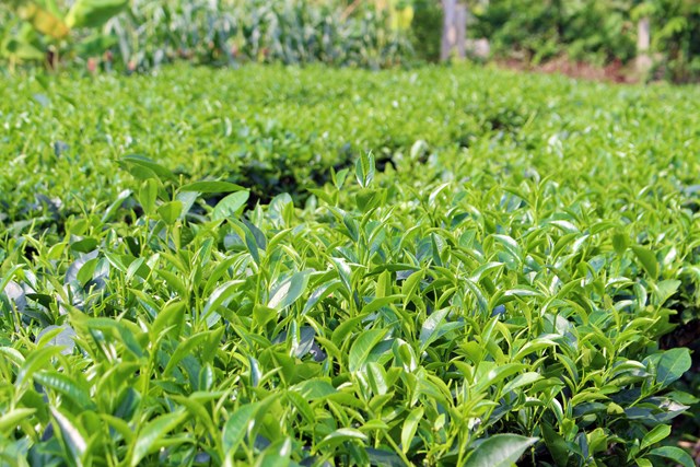 X&#226;y dựng nh&#227;n hiệu chứng nhận “Ch&#232; Lương Sơn”, hướng đi bền vững cho c&#226;y ch&#232; địa phương - Ảnh 1