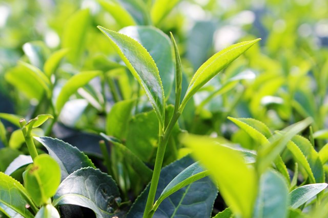 Những b&uacute;p ch&egrave; chất lượng ở v&ugrave;ng đất Lương Sơn.