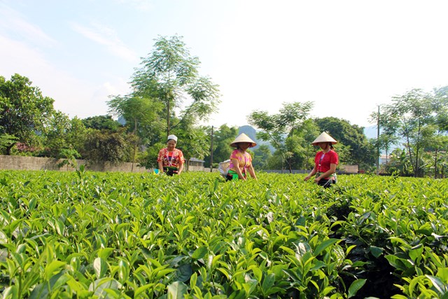 Sản phẩm ch&egrave; Lương Sơn c&oacute; nhiều tiềm năng ph&aacute;t triển bền vững.