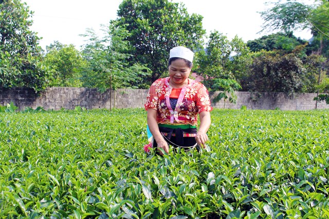 X&#226;y dựng nh&#227;n hiệu chứng nhận “Ch&#232; Lương Sơn”, hướng đi bền vững cho c&#226;y ch&#232; địa phương - Ảnh 3