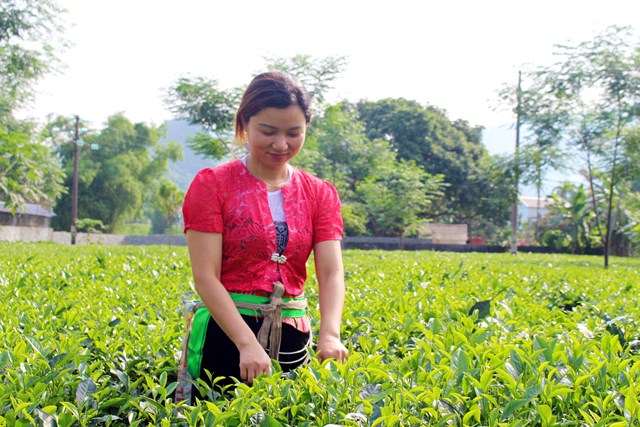Người n&ocirc;ng d&acirc;n trồng ch&egrave; trong trang phục d&acirc;n tộc đang h&aacute;i ch&egrave;.