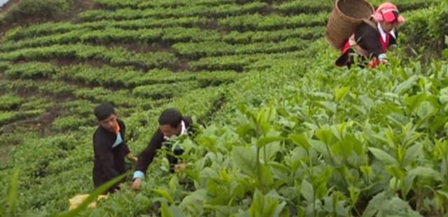 Thời điểm này, nông dân xã Thanh Bình, huyện Mường Khương đang thu hoạc chè.