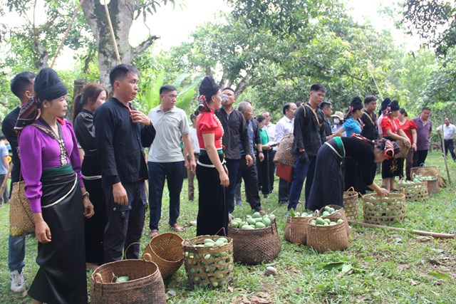 Phần thi hái xoài tại ngày Hội.