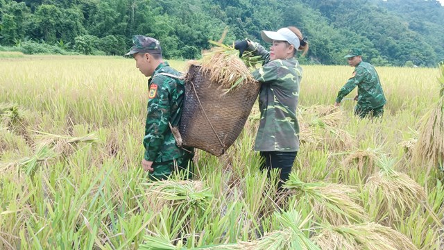 C&aacute;n bộ, chiến sĩ của Đồn t&iacute;ch cực phối hợp với địa phương gi&uacute;p đỡ người c&aacute;c gia đ&igrave;nh ch&iacute;nh s&aacute;ch của bản Cha Kh&oacute;t, x&atilde; Na M&egrave;o thu hoạch l&uacute;a cho kịp thời vụ.