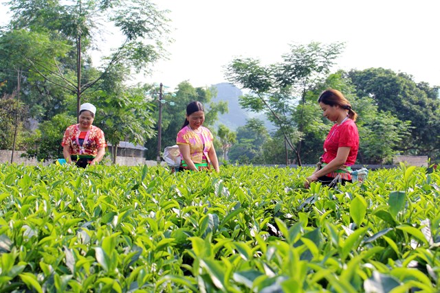 Những c&aacute;ch đồng ch&egrave;, v&ugrave;ng nguy&ecirc;n liệu của Hợp t&aacute;c x&atilde; n&ocirc;ng nghiệp Mỹ T&acirc;n ở x&oacute;m Mỹ T&acirc;n, x&atilde; Cao Dương, huyện Lương Sơn, tỉnh H&ograve;a B&igrave;nh.