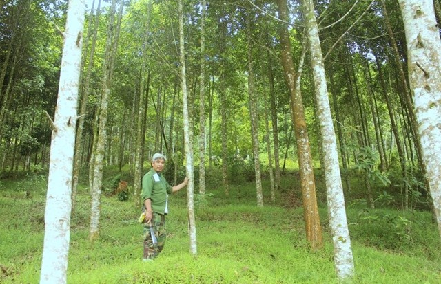 Huyện Đà Bắc phát triển rừng theo chuỗi liên kết từ trồng, chế biến đến tiêu thụ sản phẩm.