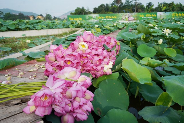 Th&#225;i Nguy&#234;n: Ph&#225;t triển du lịch cộng đồng gắn với trải nghiệm văn h&#243;a tr&#224; v&#224; ẩm thực về tr&#224; T&#226;n Cương - Ảnh 10