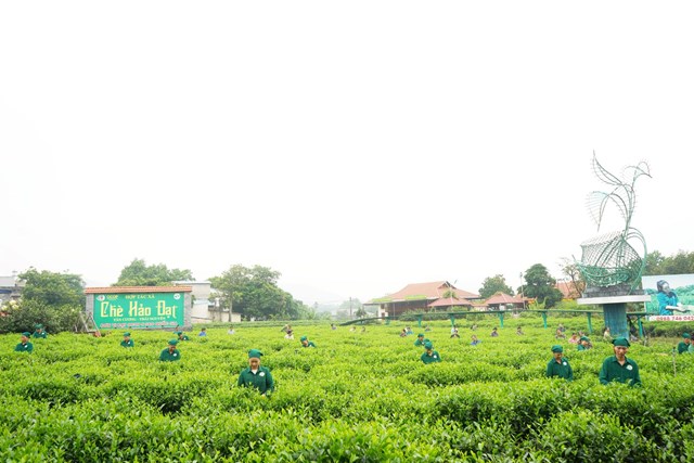 Vùng nguyên liệu chè của HTX Hảo Đạt chào đón du khách đến tham quan.