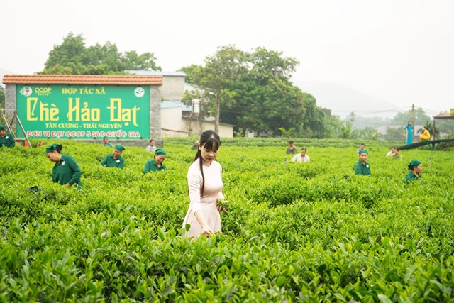 nương chè xanh mướt của Hợp tác xã luôn chào đón du khách ghé thăm.