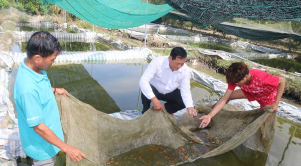 Nhiều chỉ ti&ecirc;u về lĩnh vực kinh tế x&atilde; hội của tỉnh Tiền Giang đ&atilde; đạt v&agrave; vượt so với kế hoạch 6 th&aacute;ng đầu năm 2023 đề ra (Trong ảnh l&agrave; m&ocirc; h&igrave;nh nu&ocirc;i c&aacute; cảnh ở x&atilde; Mỹ Th&agrave;nh Nam - Ảnh: Minh Tr&iacute;)