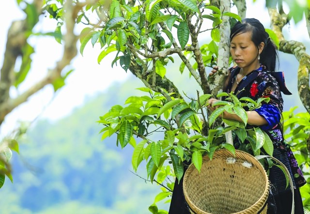 Chè Shan tuyết đã trở thành đặc sản và mang lại nguồn thu ổn định cho đồng bào Mông.