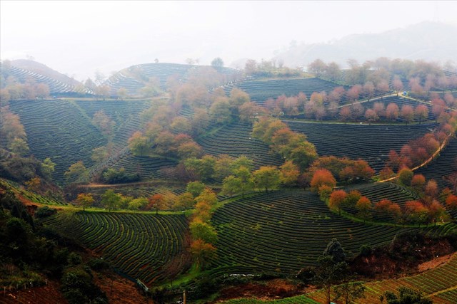 Đồi chè Ô Long mùa Đông đẹp như bức tranh vẽ ở SaPa