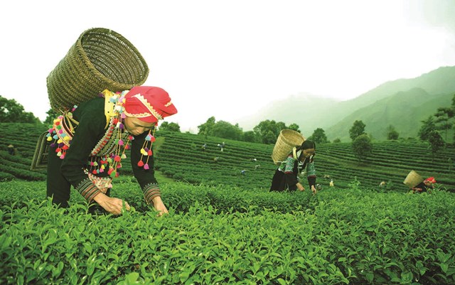 Bà con nông dân bản Ngọc Lại, xã Phúc Khoa, huyện Than Uyên (Lai Châu) thu hái chè.